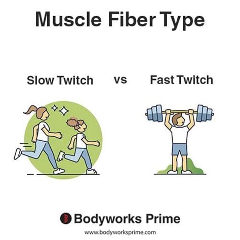 slow vs slow muscle growth